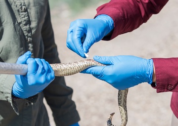 There’s a snake in my boot – Key military leaders assist with tagging and the study of rattlesnakes