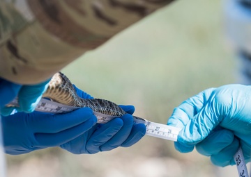 There’s a snake in my boot – Key military leaders assist with tagging and the study of rattlesnakes