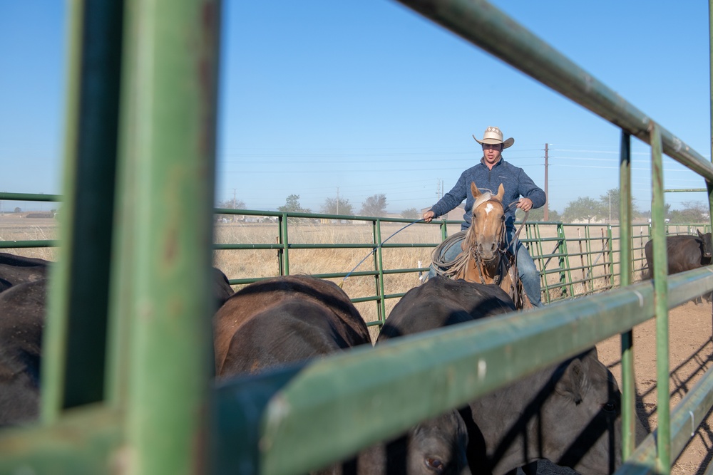 Recce Town cattle load up, head out