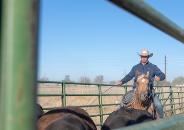 Recce Town cattle load up, head out