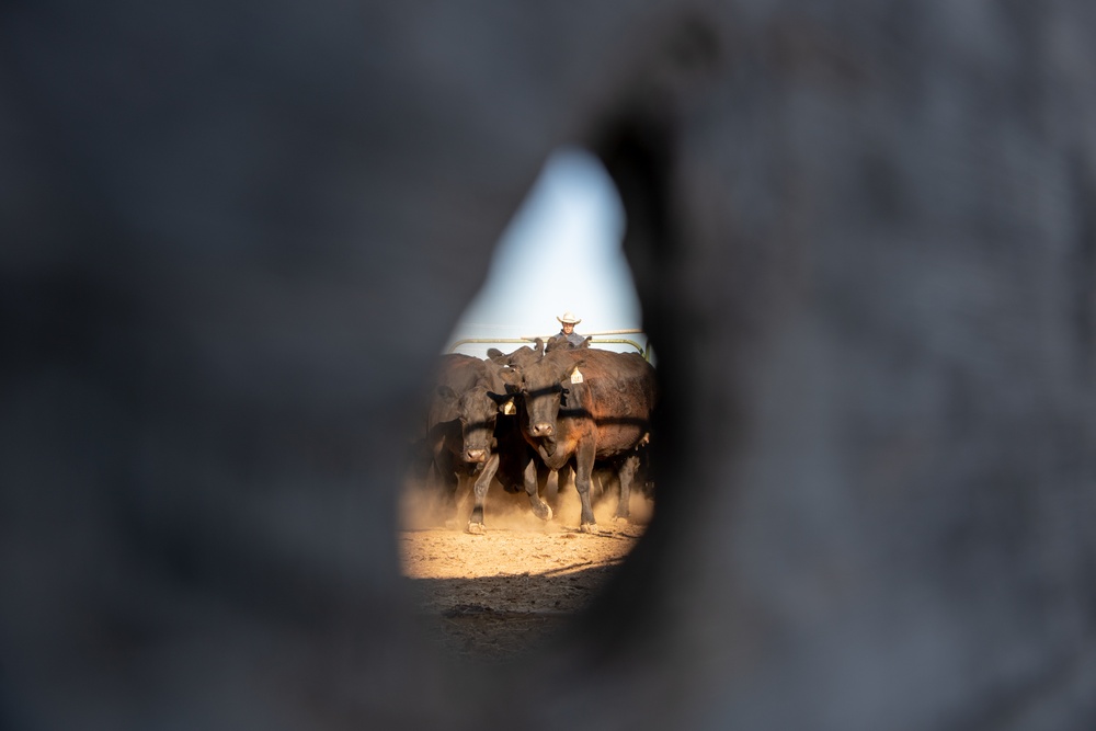 Recce Town cattle load up, head out