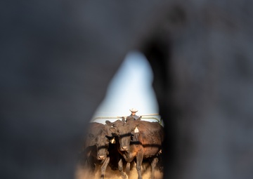 Recce Town cattle load up, head out