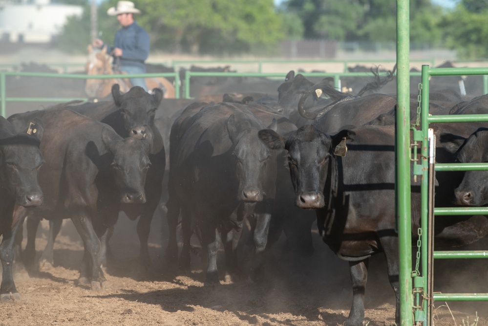 Recce Town cattle load up, head out