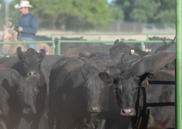 Recce Town cattle load up, head out