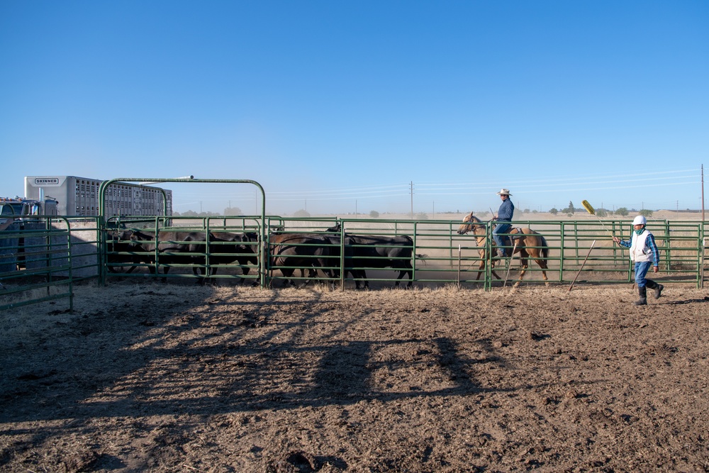 Recce Town cattle load up, head out