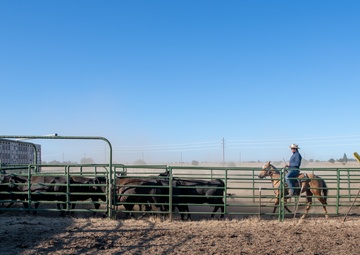 Recce Town cattle load up, head out