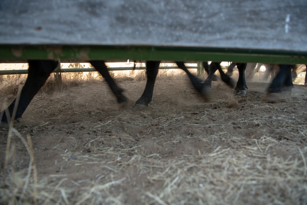 Recce Town cattle load up, head out