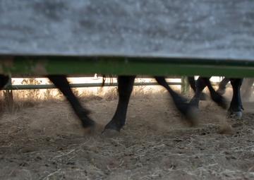 Recce Town cattle load up, head out