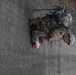 Soldiers compete in Best Warrior Competition