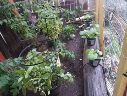 ARCP Virtual Program