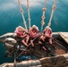 Mine Hunting in the Arabian Gulf