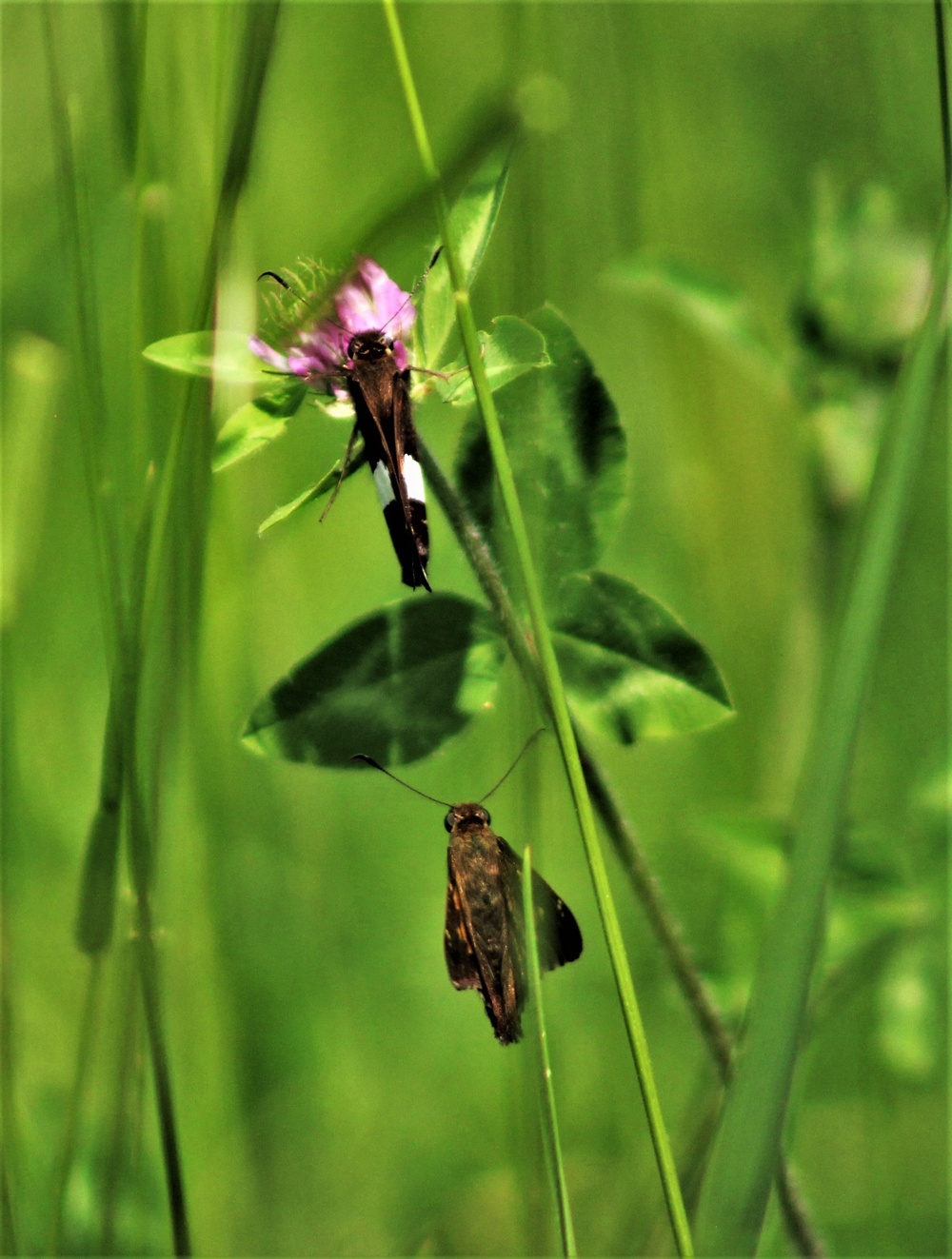 Butterflies at Fort McCoy