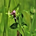 Butterflies at Fort McCoy