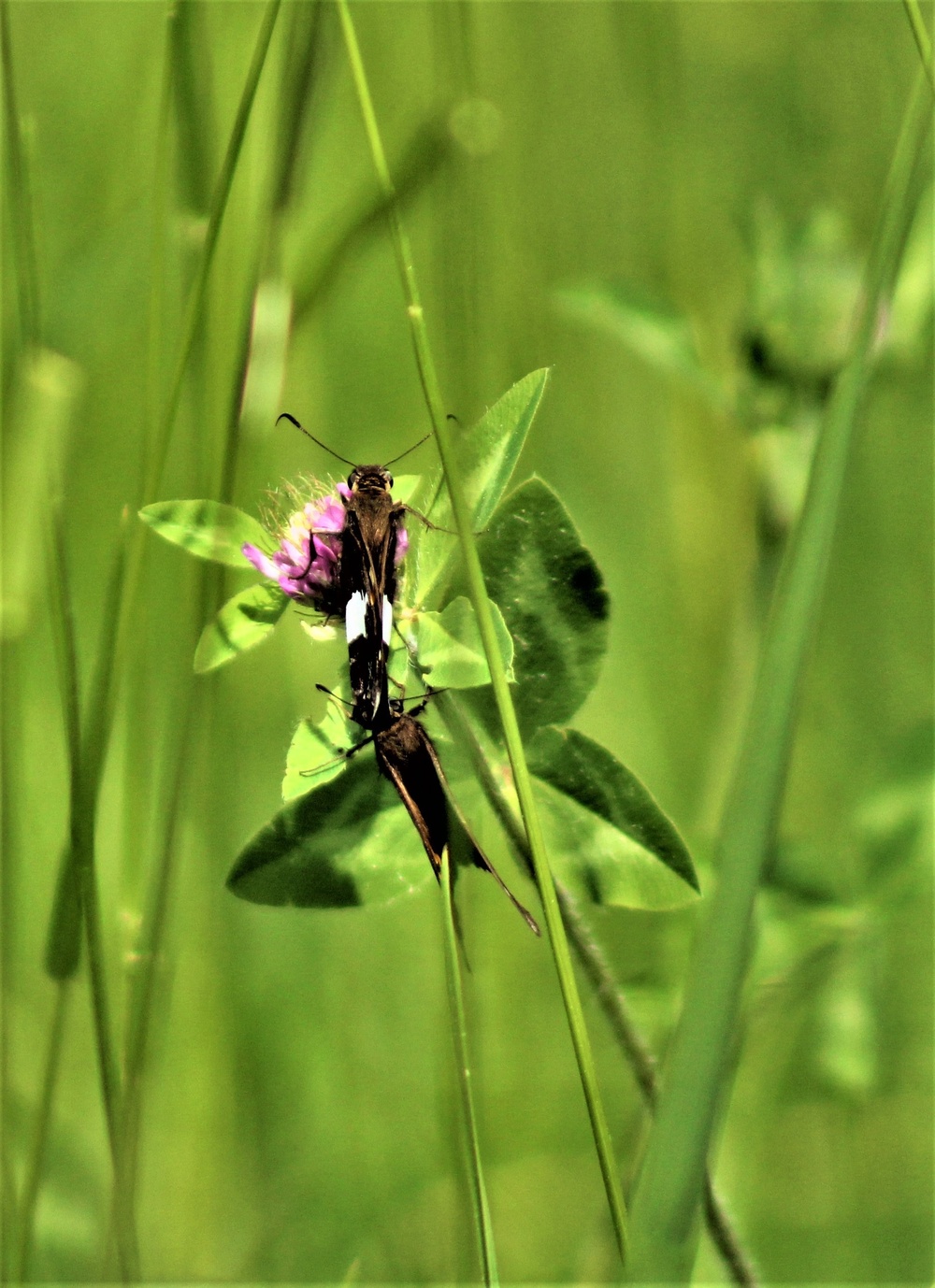 Butterflies at Fort McCoy