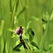Butterflies at Fort McCoy