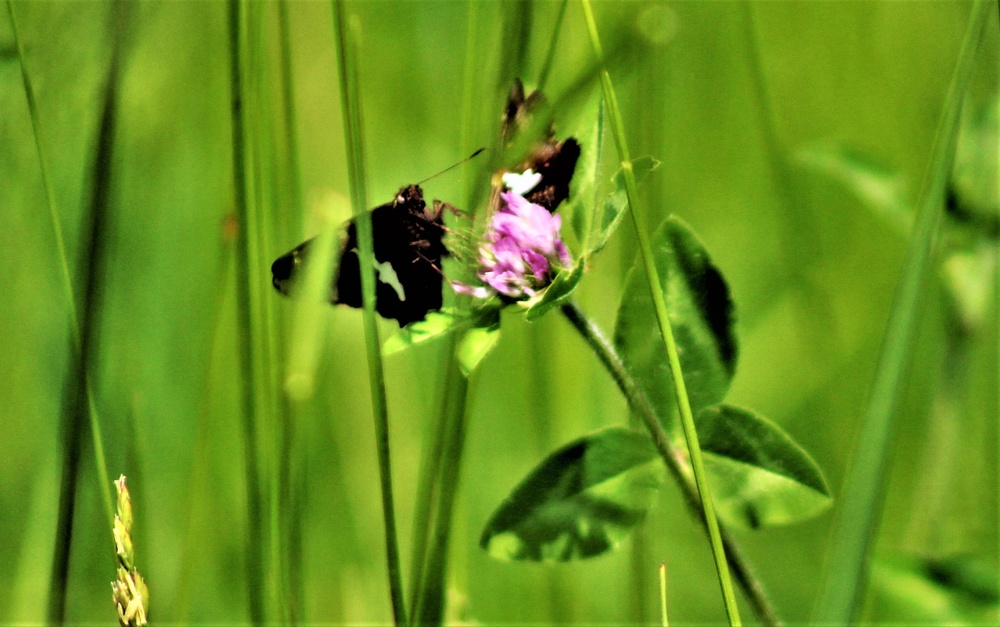 Butterflies at Fort McCoy