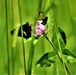 Butterflies at Fort McCoy