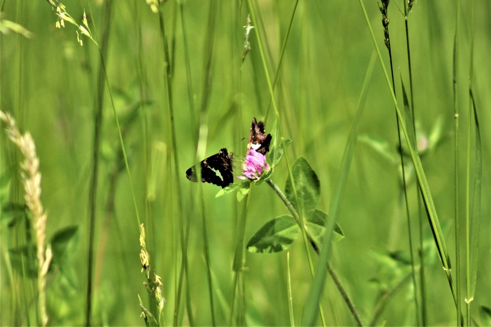 Butterflies at Fort McCoy