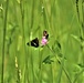 Butterflies at Fort McCoy