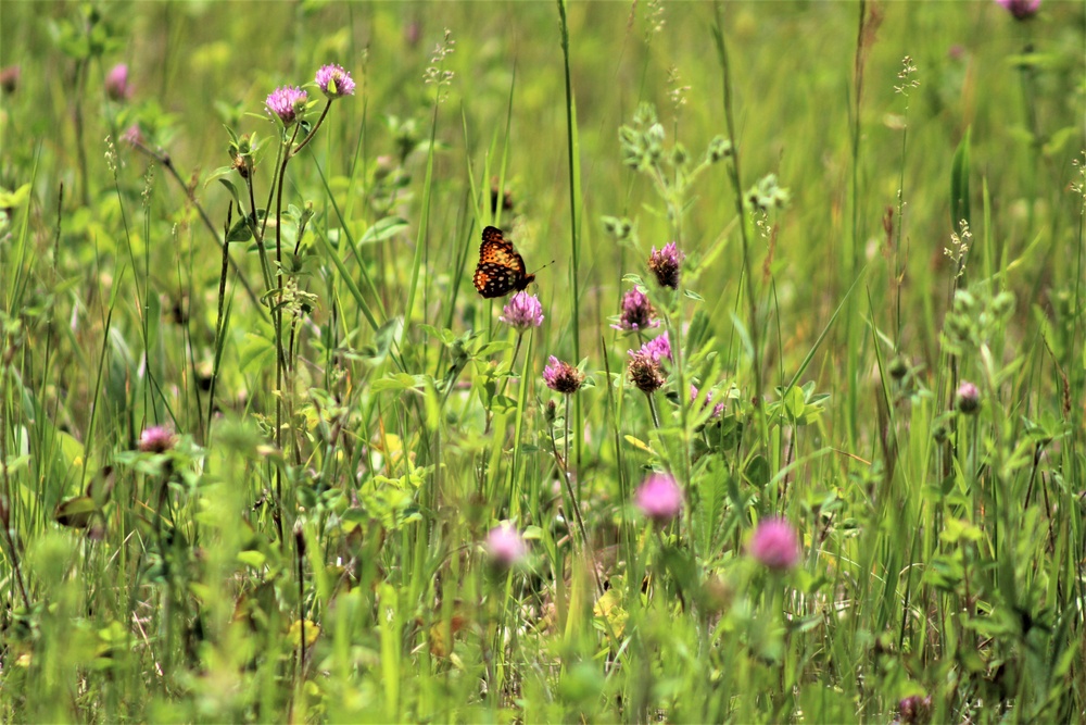 Butterflies at Fort McCoy