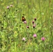 Butterflies at Fort McCoy