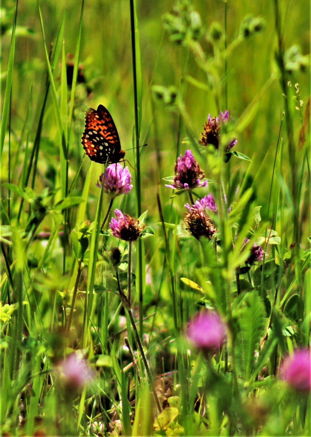 Butterflies at Fort McCoy