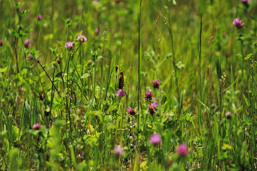 Butterflies at Fort McCoy