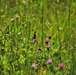 Butterflies at Fort McCoy