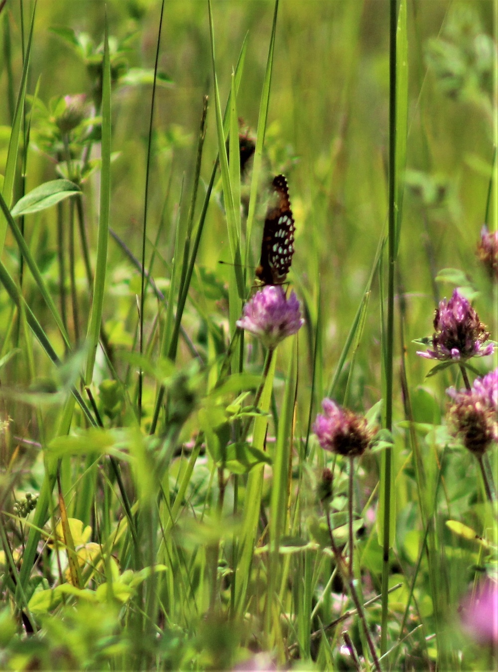 Butterflies at Fort McCoy