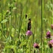 Butterflies at Fort McCoy