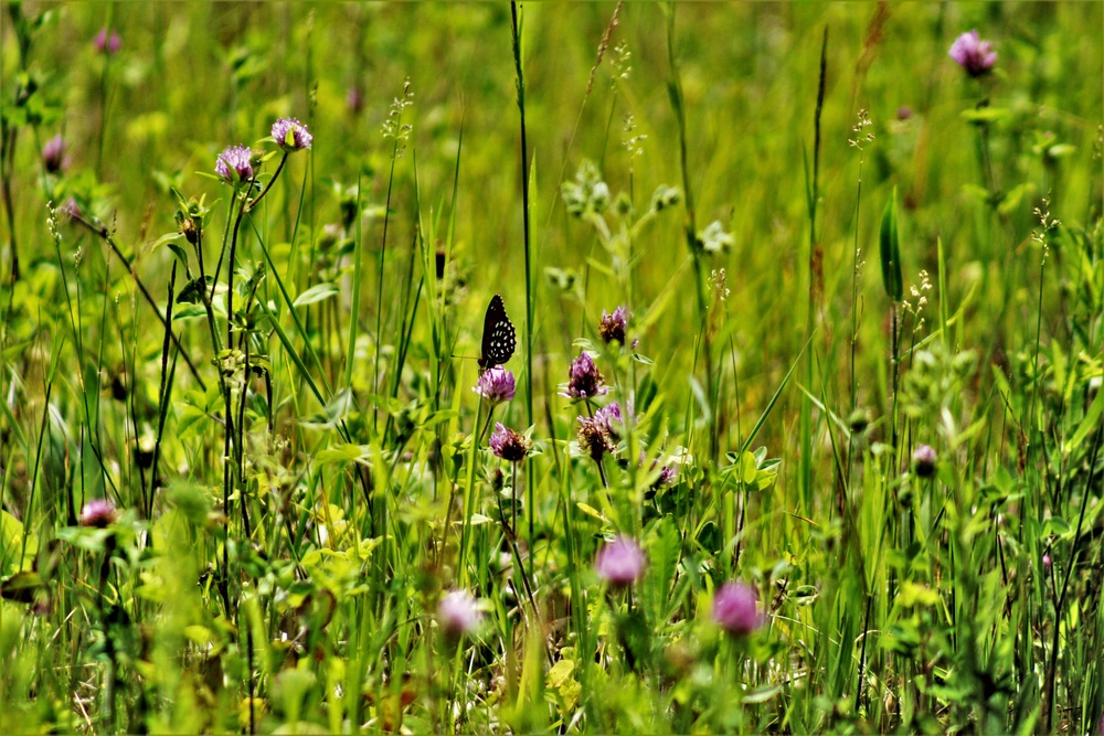 Butterflies at Fort McCoy