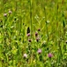 Butterflies at Fort McCoy