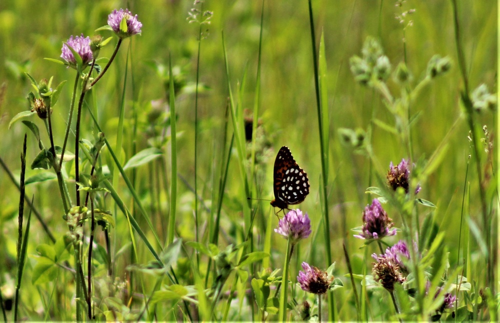 Butterflies at Fort McCoy