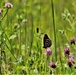 Butterflies at Fort McCoy