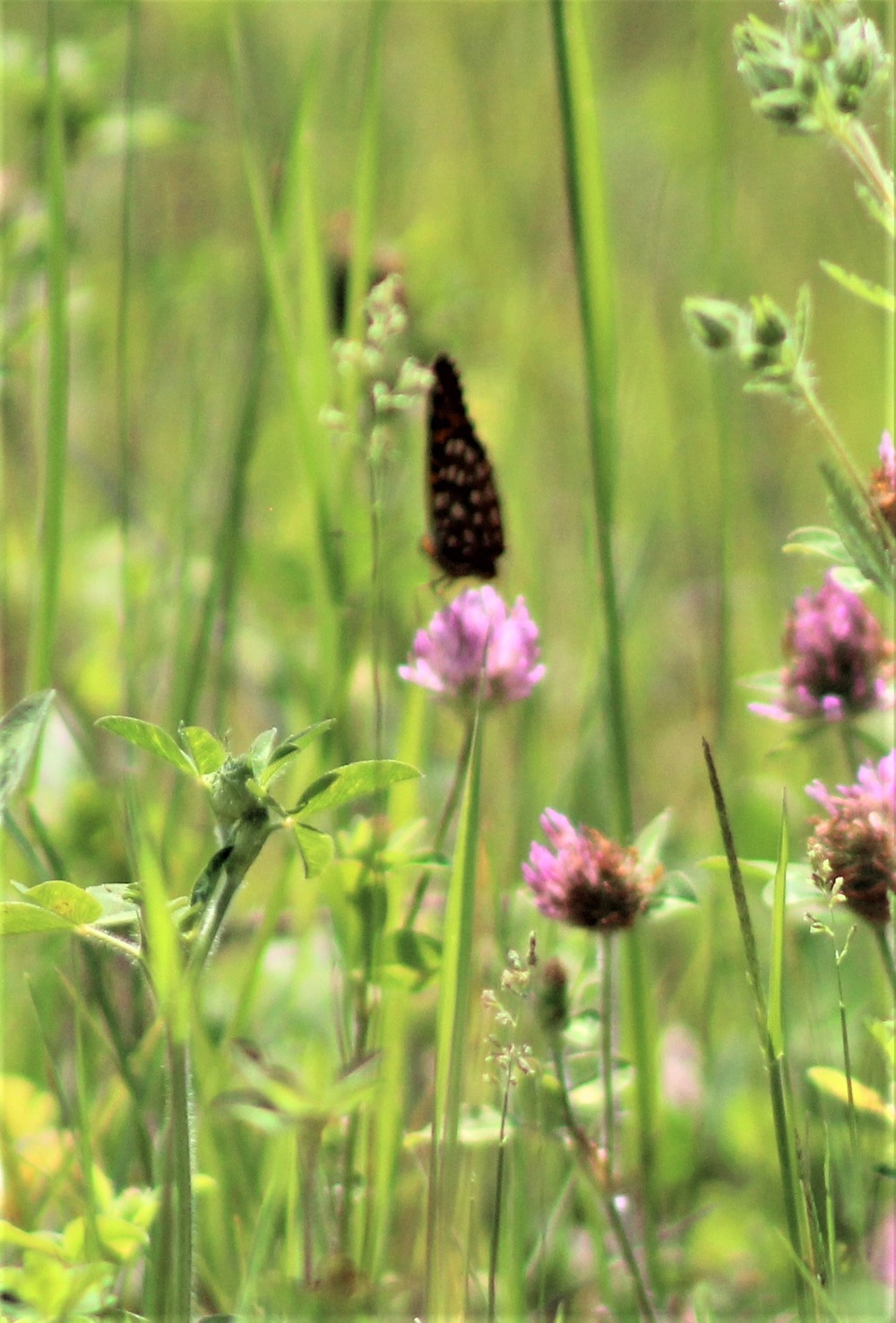 Butterflies at Fort McCoy