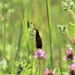 Butterflies at Fort McCoy
