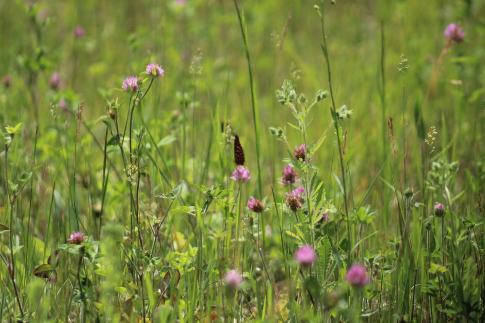 Butterflies at Fort McCoy