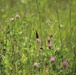Butterflies at Fort McCoy