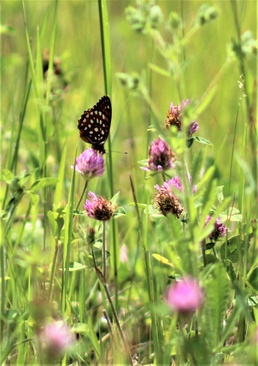 Butterflies at Fort McCoy