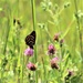 Butterflies at Fort McCoy