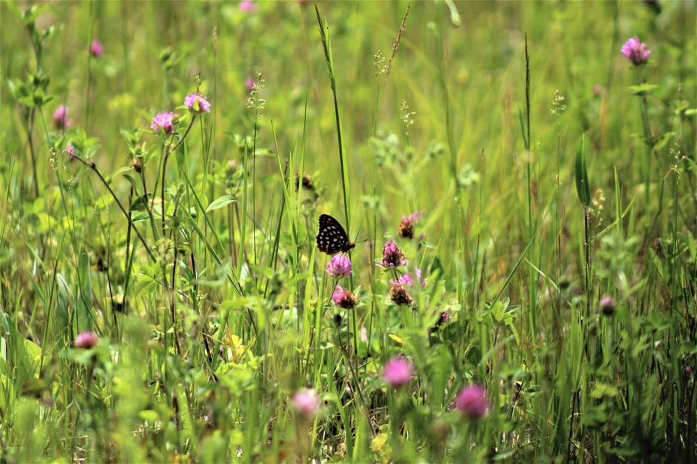Butterflies at Fort McCoy