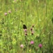 Butterflies at Fort McCoy