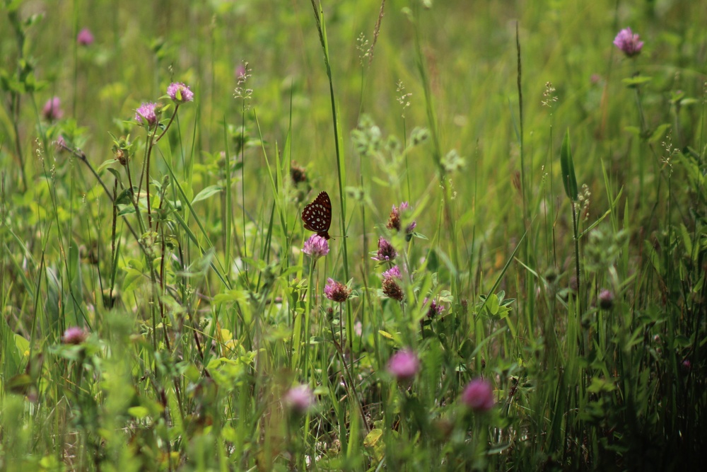 Butterflies at Fort McCoy