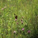 Butterflies at Fort McCoy