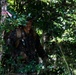 Welcome to the jungle: Marines with BLT 2/4 patrol through the jungle