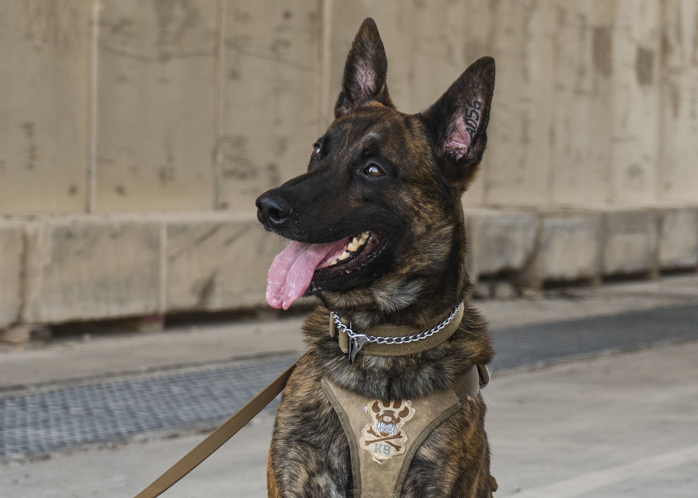 Military Working Dogs, Handlers stick together