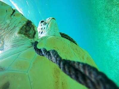 AUTEC personnel save green sea turtle entangled by rope, nets