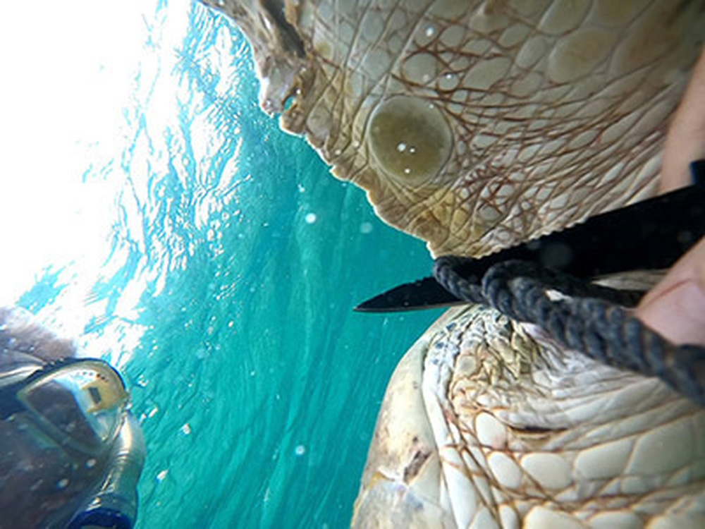 DVIDS - News - AUTEC personnel save green sea turtle entangled by rope ...