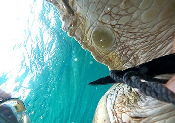 AUTEC personnel save green sea turtle entangled by rope, nets