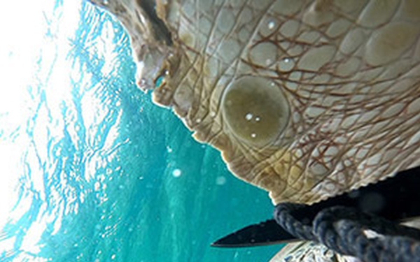 AUTEC personnel save green sea turtle entangled by rope, nets
